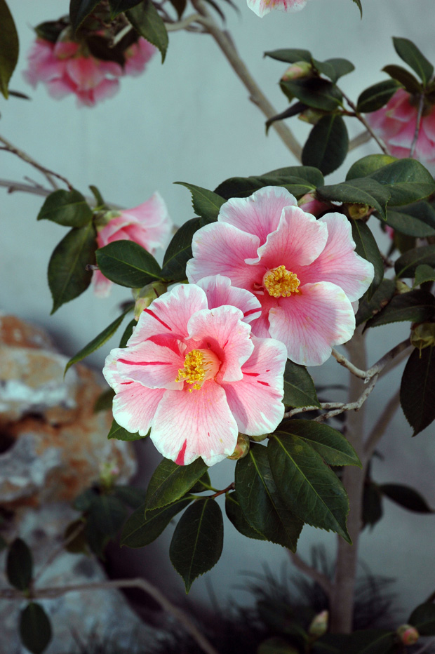 Camellia 'Happy Harlequin'