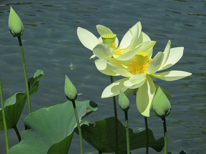 Two lotus blossoms greet the world from the Lake of Reflected Fragrance. Photo by Laurie Sowd.