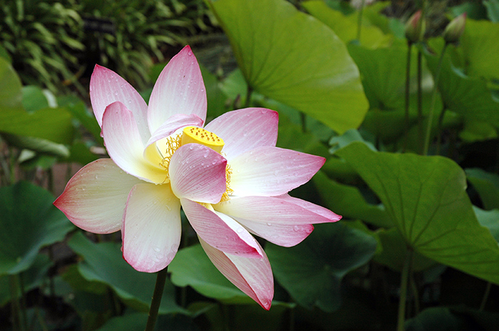 The Lily Ponds are home to a pink variety of the sacred lotus. Photo by Lisa Blackburn.