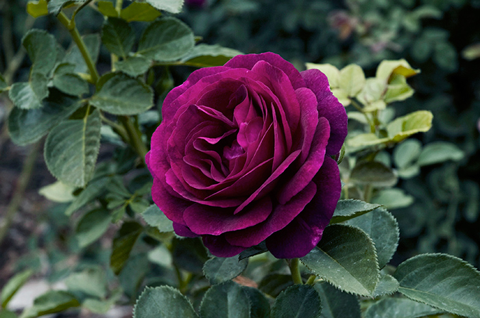 The rose ‘Twilight Zone’ exudes a scent reminiscent of lemon and clove. Photo by Lisa Blackburn.