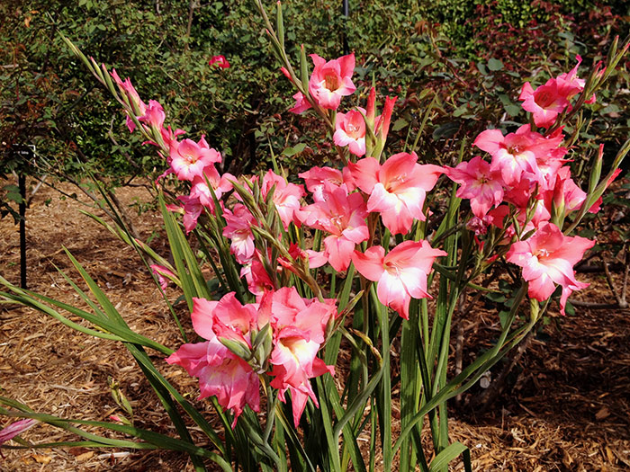 Gladiolus covelii ‘Impressive’ produces large coral and cream flowers in spring—a jolt of color before roses take center stage. Photo by Tom Carruth.