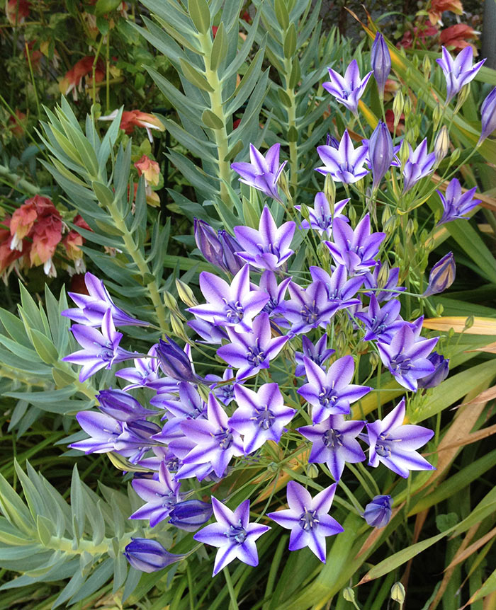 Who can resist the striking mottled violet-blue of Brodiaea? It blooms in late spring. Photo by Tom Carruth.