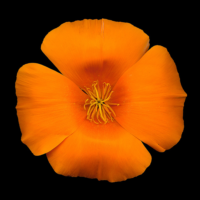 California poppy (Eschscholzia californica). Photo by David Leaser.