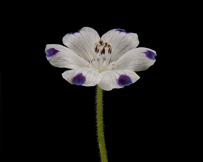 Five spot (Nemophila maculate). Photo by David Leaser.