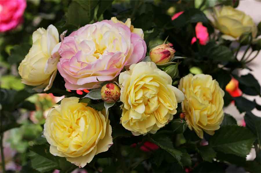 ‘Huntington’s 100th’, the newly hybridized rose chosen to help celebrate The Huntington’s centennial year, is a large-flowered, multi-colored rose with an intense fragrance. Photo courtesy of Gene Sasse.