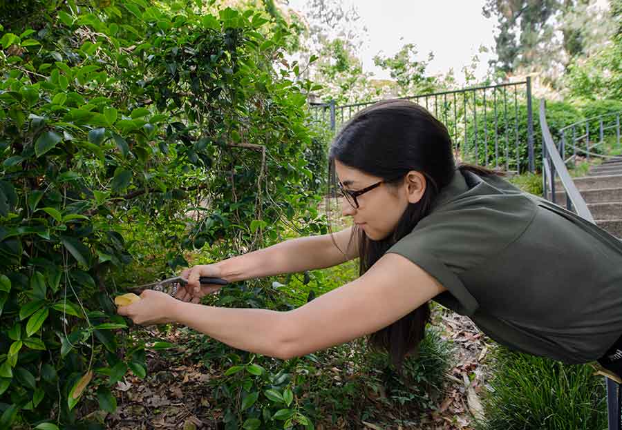 Dana Austria, a botanical intern and a junior at the University of Southern California, takes a sample of
Cleyera japonica, a flowering evergreen shrub that grows in The Huntington’s Japanese Garden. Photo by Lisa Blackburn.